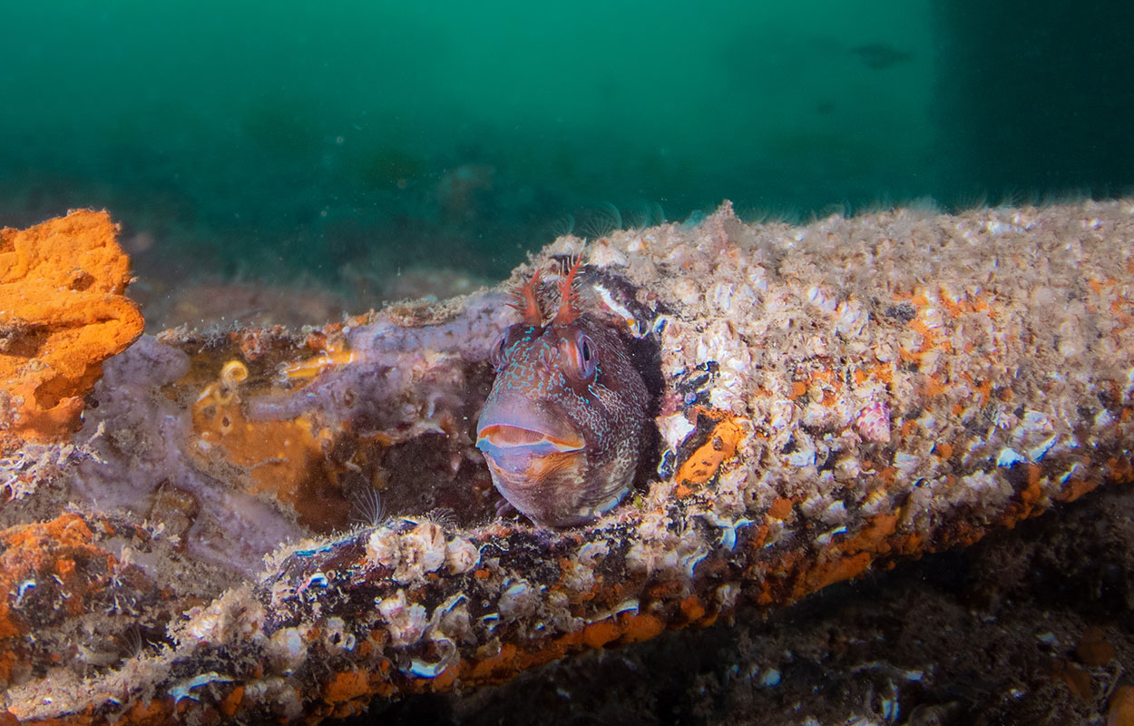 Wreckage encrusted with orange sponge and anemones